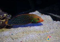 lunwrasse.jpg