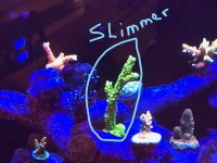 slimmer.jpg