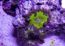 green flower anemone.jpg