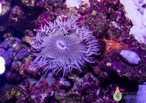 flower anemone1.jpg