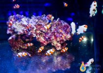 CLOWNFISH SHOAL1.jpg