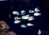 GREEN CHROMIS33.jpg