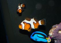 DAVINCI CLOWNFISH.jpg