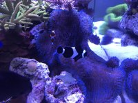 blue gigantea side.jpg