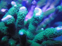 montipora-digitata-Green-1024x768.jpg
