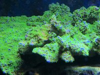 IMG_3227.jpg