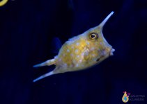IMG_4358sxs.jpg