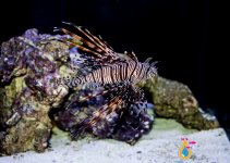 lionfish2.jpg