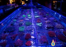 ACAN C TANK.jpg