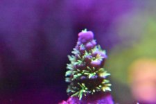 IMG_4488.JPG