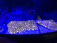 IMG_4465.jpg