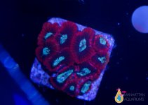 favia red frag1.jpg