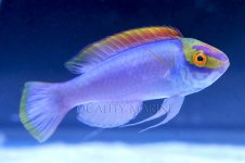 cirrhilabrus-claire-wrasse-cook-island-1.jpg