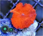 orange.jpg
