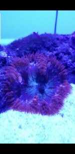 Screenshot_20180917-100532_Gallery.jpg