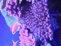 multicolor subulata mother.jpg