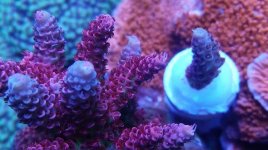 IMG_20190515_193756_635.jpg
