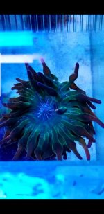 Screenshot_20181228-114855_Gallery.jpg