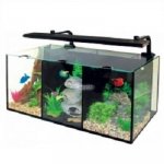 aqua-one-betta-trio-tropical-aquarium-32l-10460-p.jpg