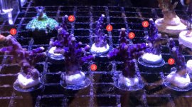 Purple Acro.jpg