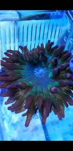 Screenshot_20181229-112718_Gallery.jpg