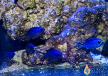 blue reefchromis.jpg