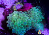 bubble anemone1.jpg