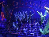 TriColor Cerealis frags.jpg