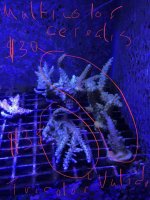 Tri-Color Valida and Cerealis Frags.jpg
