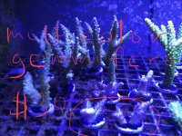 Multicolor Gemmifera Frags.jpg