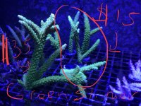 Green Slimer Frags Mar 2019.jpg