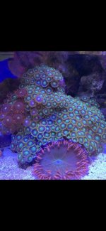 Zoa2.jpg