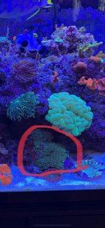 Zoa.jpg