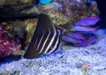 sailfin tang.jpg
