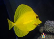 yellow tang1.jpg