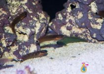 tailspotblenny.jpg