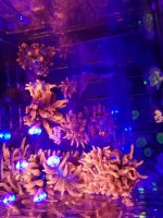 IMG_20190310_213335.jpg