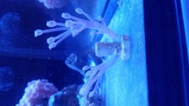 coral.jpg