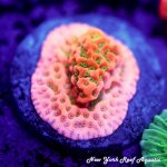 BigR Freak Nasty Montipora GTC.jpg