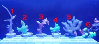 corals for sale 19_01_10_01.jpg