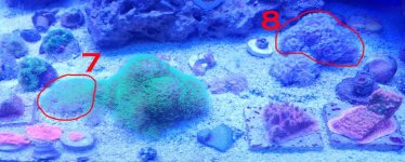corals for sale 19_01_10_02.jpg