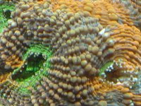 alien eye acan.jpg