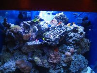 fishtank1.jpg