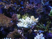 failedsystem 005.jpg