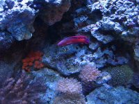 wrasse.jpg