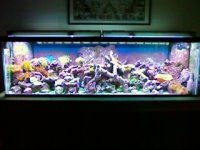 Reef Feb. 27, 2008.jpg