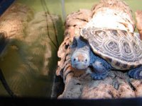 dave sunning.jpg