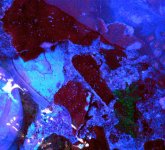 Flourescent Orange Cap Under Actinic P1050100 copy.jpg