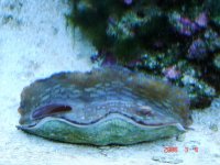 CLAM2.jpg