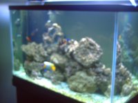 Fishtank Feb. 2008 002.jpg